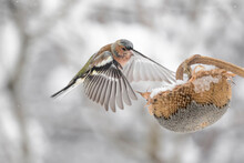 The Chaffinch In Flight Looking For Sunflower Seed (Fringilla Coelebs)