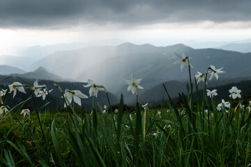 Wall Mural - Mountain meadow covered with white narcissus flowers. Carpathian mountains, Europe. Landscape photography