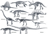 Fototapeta Dziecięca - Dinosaur skeleton collection, illustration, drawing, engraving, ink, line art, vector