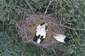 Aerial view of white stork, Ciconia ciconia, nesting on a top of a tree