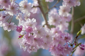 Poster - Close-up to cherry blossom flower from Osaka Castle garden, Kansai region, Japan