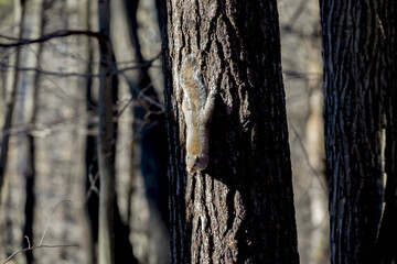 Wall Mural - Eastern gray squirrel climbs from a tree