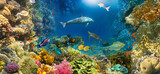 Fototapeta Do akwarium - underwater paradise background coral reef wildlife nature collage with shark manta ray sea turtle colorful fish background