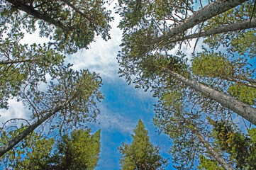 Poster - Low angle shot of high green trees in a daytime under the cloudy sky