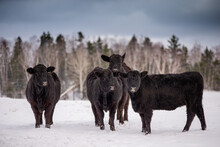 Group Of Young Black Angus Cows Standing Outside In Winter Pasture With Forest Background And Dark Blue Clouds