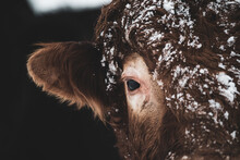 Close Up On A Limousin Red Angus Bull Outside In Winter With Snow On It's Face And Head