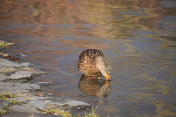 Poster - Ente im Hochwasser