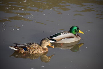 Poster - Ente im Hochwasser