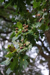 Poster - in a park in Bielefeld with many oak trees in January 2021