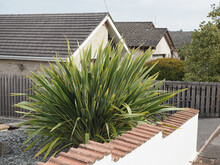 A Large Spikey Yucca Type Plant In A Front Garden In A Bed Of Shale
