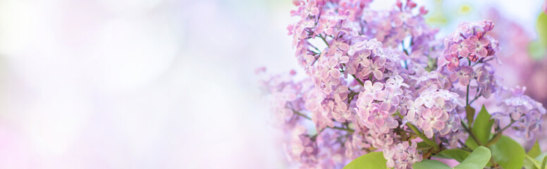 Wall Mural - Beautiful nature spring background with lilac flowers.