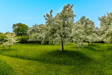 Wall Mural - A view across a plum orchard in flower in Derbyshire, UK on a sunny summer day