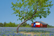 © Dan - Texas Bluebonnets