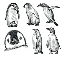 Hand Drawn Sketch Of Set Of Penguins On A White Background.  Madagascar Penguins. Adult Penguin With Baby Penguin, Penguin Trying To Fly, Penguin Face