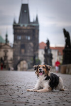 Black And White Bohemian Spotted Dog  Is Lying On Bridge. She Was In Center Of Prague. She Is So Patient Model.