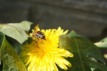 Bee on the ywllow flower