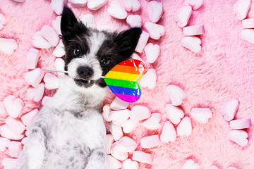 Poster - happy valentines gay pride dog in bed of marshmallows