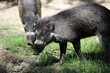 Visayan Warty Pig (Sus Cebifrons Negrinus)