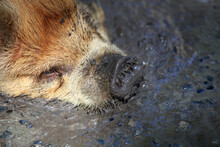 Kunekune Pig (Sus Scrofa Domesticus) In The Mud