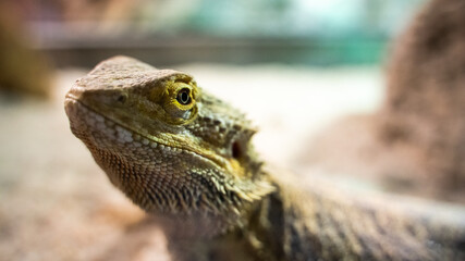 Wall Mural - Close up shot of a small agama lizard in a terrarium on a blurry background