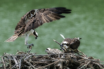 Poster - Mother osprey bringing food to the babies in the nest