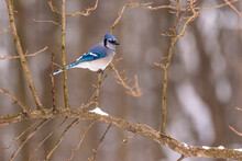 Blue Jay Bird Perched On Bare Snowy Branch In Forest In Winter