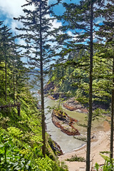 Wall Mural - View from a path through Cape Disappointment State Park down to Dead Man's Cove. Long Beach, Washington