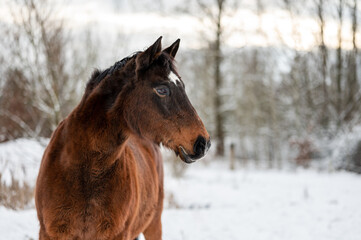 Galloping chestnut horse mare stallion in snow. Stunning active horse with long mane full of power in winter.