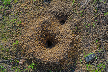 Burrow Opening Of Ground-nesting Plasterer Bee Of The Family Colletes. 
