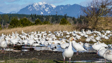 Snow Geese  In Migration Resting At Beach Pond