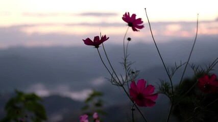 Wall Mural - Slow motion of colorful cosmos flowers blooming in the garden with blurred mountains view in background