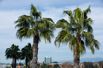 Wall Mural - Daytime view of the skyline of Orange, California, USA.