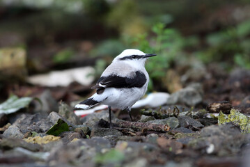 Sticker - Masked water tyrant (Fluvicola nengeta) in Equador