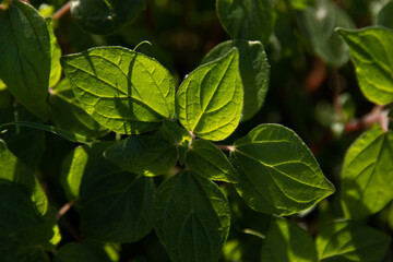 Sticker - Selective focus shot of growing plant's green leaves