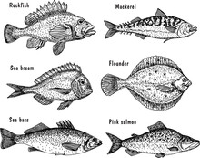Sea Fish Sketch Set. Fishing. Hand Drawn Vector Fish. Flounder, Sea Bass, Salmon, Mackerel.