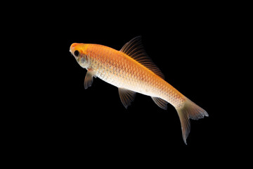 Wall Mural - Nilem Bonylip barb fish Is a medium sized freshwater fish , isolated on black background
