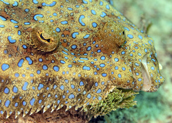 Sticker - Selective focus closeup of a Peacock flounder underwater