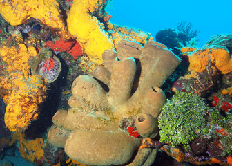 Poster - Beautiful shot of the coral reefs underwater