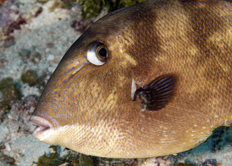 Poster - Closeup of the Grey Triggerfish underwater