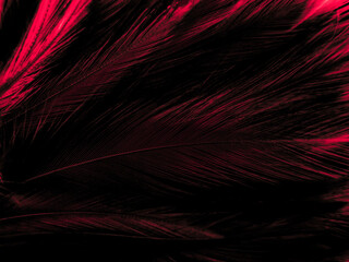 Beautiful abstract red feathers on white background and black feather texture on red pattern and red background, pink feather wallpaper, love theme, wedding valentines day