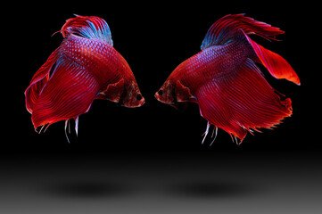 Two betta fish, siamese fighting fish (Halfmoon betta )isolated on black background