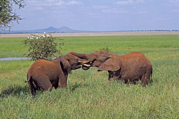 Sticker - Closeup of two cute playing African elephants in the Tarangire National Park in Tanzania