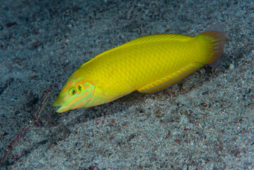 Wall Mural - Canary Wrasse Halichoeres chrysus