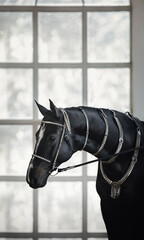 Wall Mural - portrait of magnificent black akhal-teke gelding horse with traditional bridle and finery standing near window