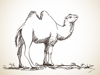 camel