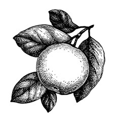 Wall Mural - ink sketch of apple.