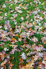 Dry Leaves Fallen On The Ground With A Green Leaf