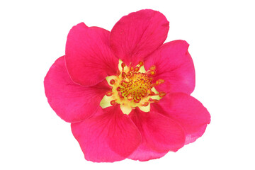 Wall Mural - Unusual pink strawberry flower isolated on white. Very detailed