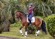 Woman dressage rider and her wonderful Lusitano horse, Azores island, Sao Miguel.