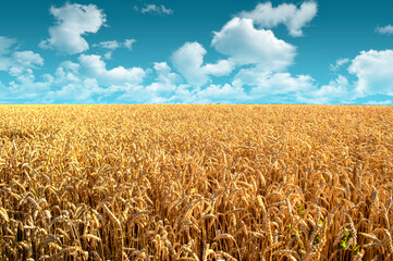 wheat field landscape with clouds